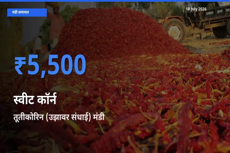 बाज़ार संकेत: तूतीकोरिन (उझावर संधाई) बना स्वीट कॉर्न के लिए आज की टॉप मंडी