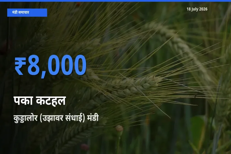 18 July अपडेट: पका कटहल के सबसे ऊँचे दाम कुड्डालोर (उझावर संधाई) मंडी में