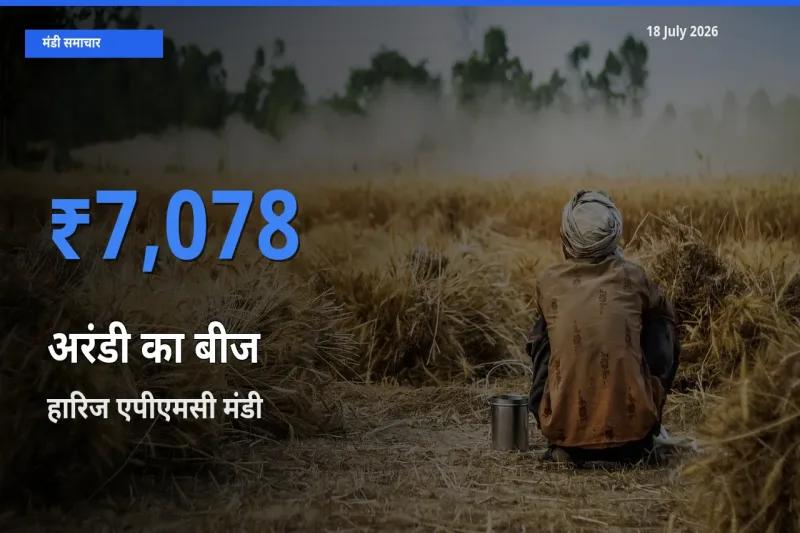 आज का मंडी भाव: अरंडी का बीज के सबसे ज़्यादा दाम हारिज एपीएमसी में