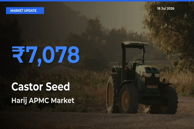 Harij APMC Tops Castor Seed Mandi Rates Today
