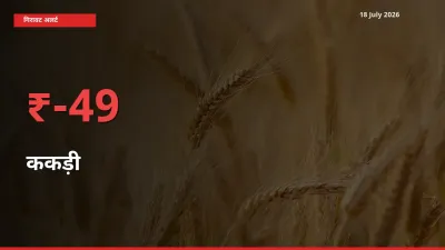 48.86% की गिरावट! मंडी में ककड़ी के दाम अचानक टूटे
