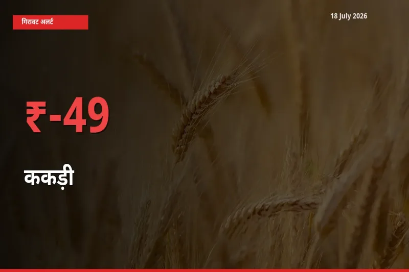 48.86% की गिरावट! मंडी में ककड़ी के दाम अचानक टूटे