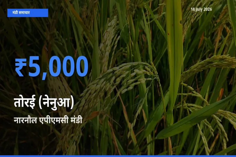आज तोरई (नेनुआ) के सबसे ऊँचे दाम ₹5,000 नारनौल एपीएमसी मंडी में