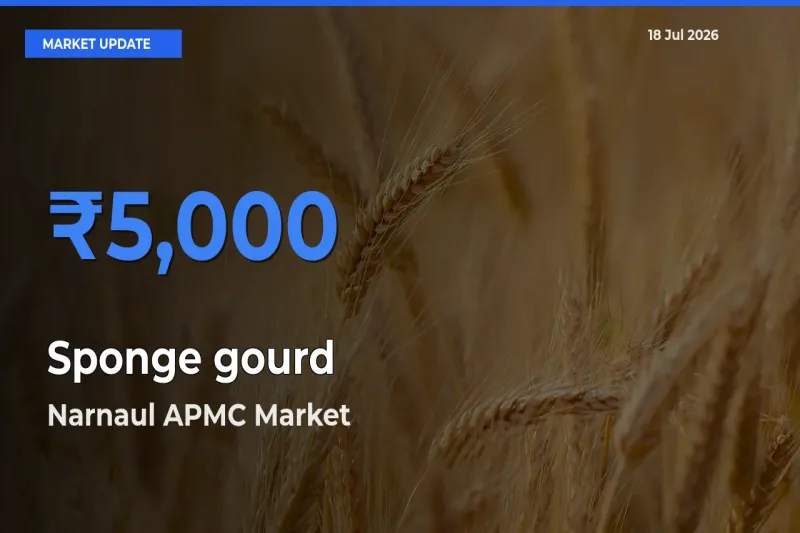 Narnaul APMC Leads as Top Mandi for Sponge gourd Prices