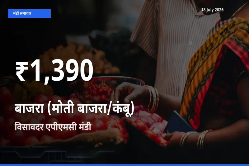 रिकॉर्ड गिरावट नहीं, लेकिन 30 दिन का न्यूनतम! विसावदर एपीएमसी में बाजरा (मोती बाजरा/कंबू) के दाम फिसले