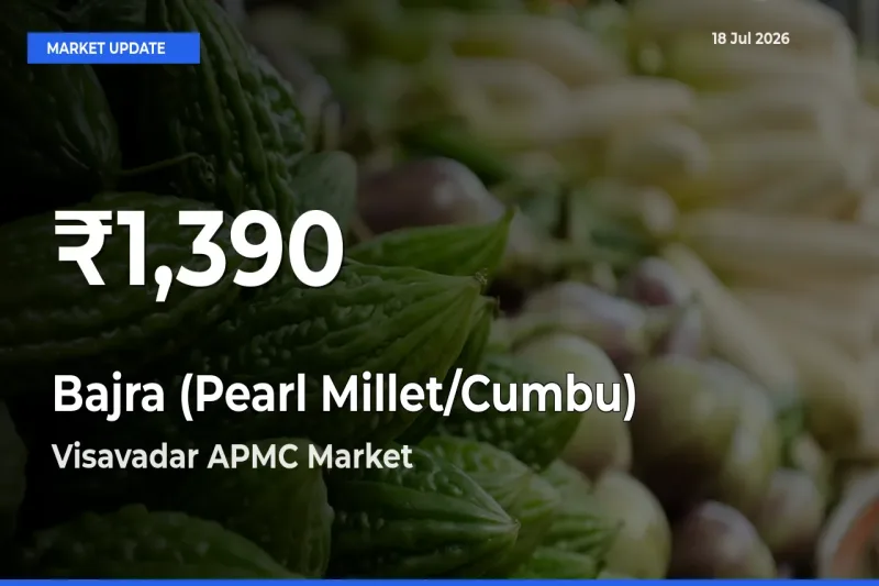 Bajra (Pearl Millet/Cumbu) Hits 30-Day Low in Visavadar APMC