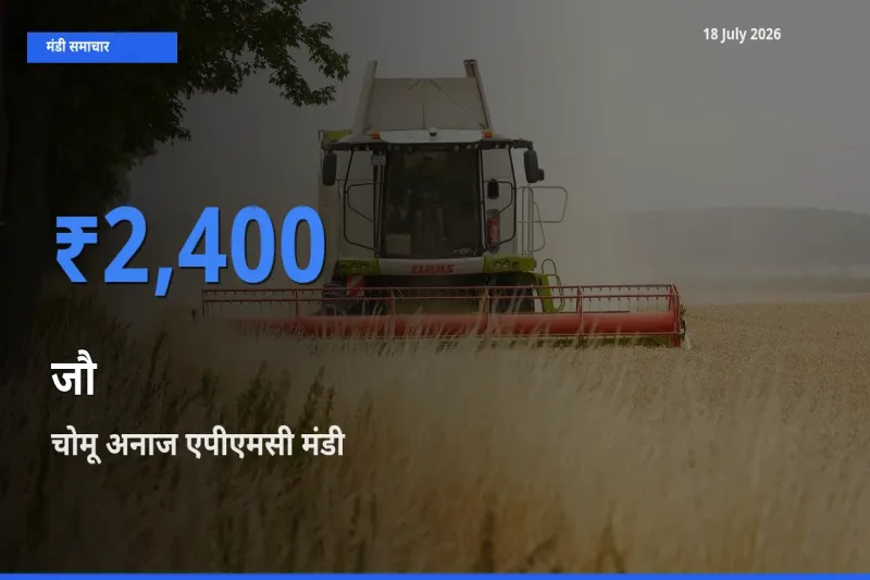 चोमू अनाज एपीएमसी मंडी में आज जौ के सबसे ऊँचे दाम दर्ज