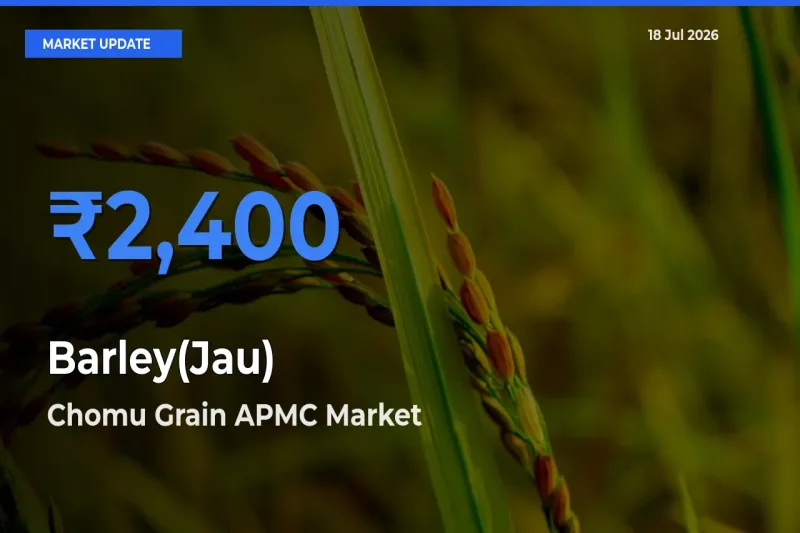 Chomu Grain APMC Offers ₹2,400 – Highest Barley(Jau) Rate Today