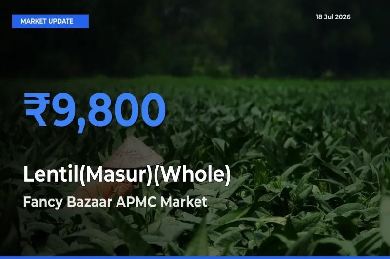 Fancy Bazaar APMC Tops Lentil(Masur)(Whole) Rates – July 18 Market Update