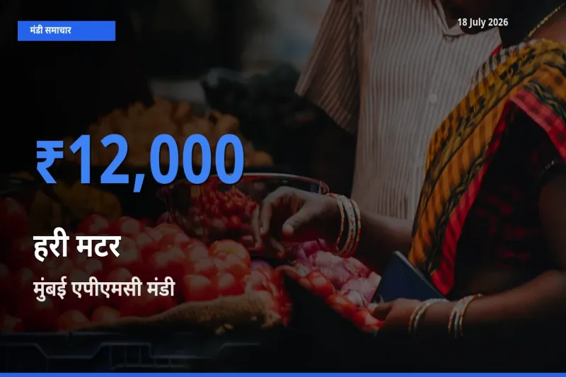 आज हरी मटर के सबसे ऊँचे दाम ₹12,000 मुंबई एपीएमसी मंडी में