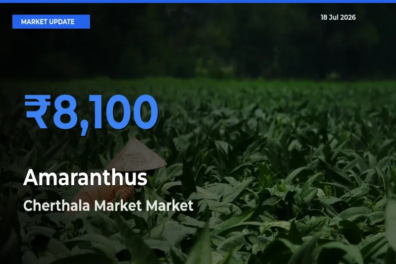 Market Watch: Cherthala Market Becomes Top Mandi for Amaranthus