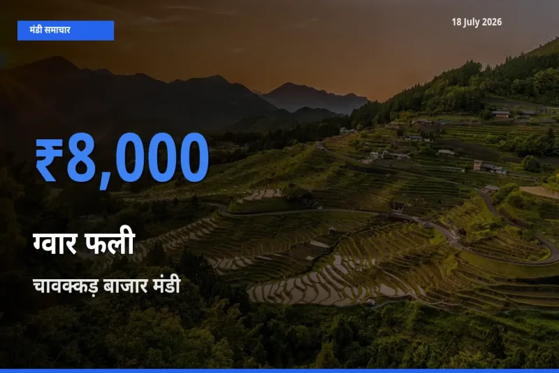 आज ग्वार फली के सबसे ऊँचे दाम ₹8,000 चावक्कड़ बाजार मंडी में