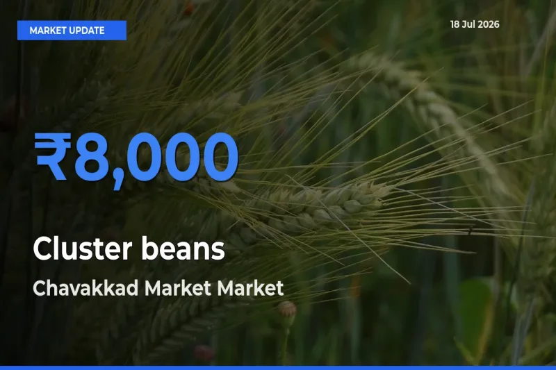 Farmers Prefer Chavakkad Market as Cluster beans Hits Highest Rate