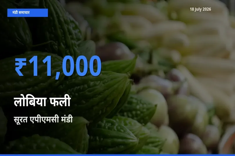 आज लोबिया फली के सबसे ज़्यादा दाम सूरत एपीएमसी मंडी में दर्ज