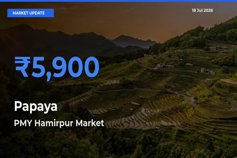 PMY Hamirpur Offers ₹5,900 – Highest Papaya Rate Today