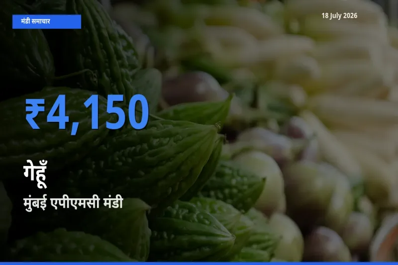 आज गेहूँ के सबसे ऊँचे दाम ₹4,150 मुंबई एपीएमसी मंडी में