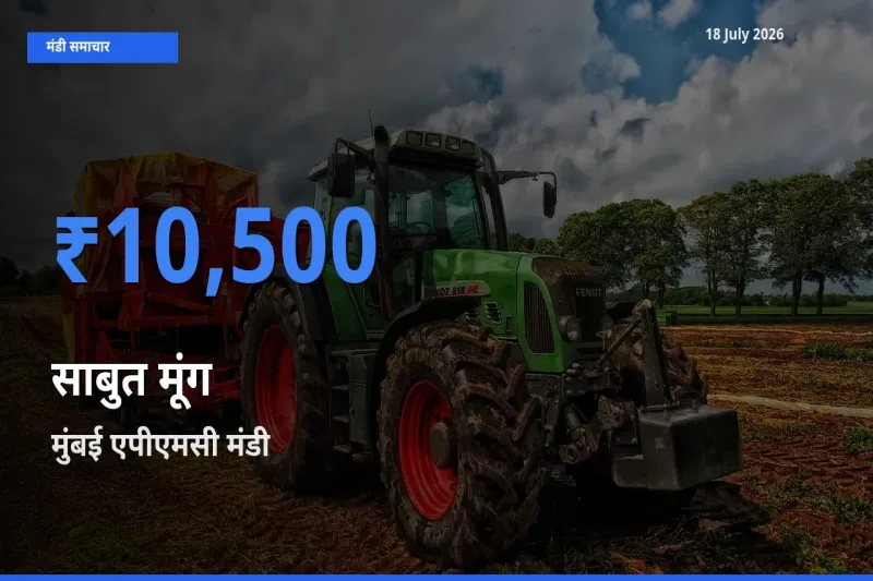टॉप मंडी बना मुंबई एपीएमसी! साबुत मूंग के सबसे ऊँचे दाम यहीं दर्ज