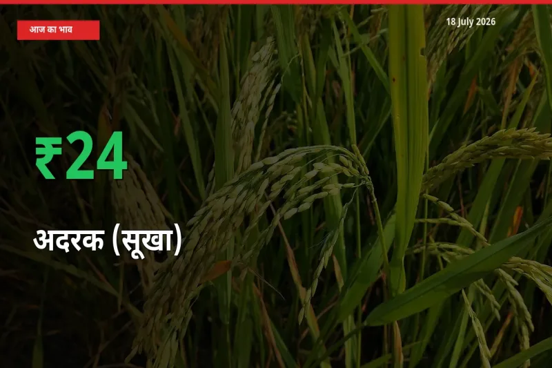 किसानों के लिए खुशखबरी! स्थानीय मंडी में अदरक (सूखा) 24.22% उछला