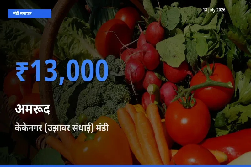 बाज़ार संकेत: केकेनगर (उझावर संधाई) बना अमरूद के लिए आज की टॉप मंडी