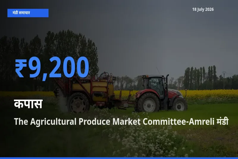 आज का मंडी भाव: कपास के सबसे ज़्यादा दाम The Agricultural Produce Market Committee-Amreli में