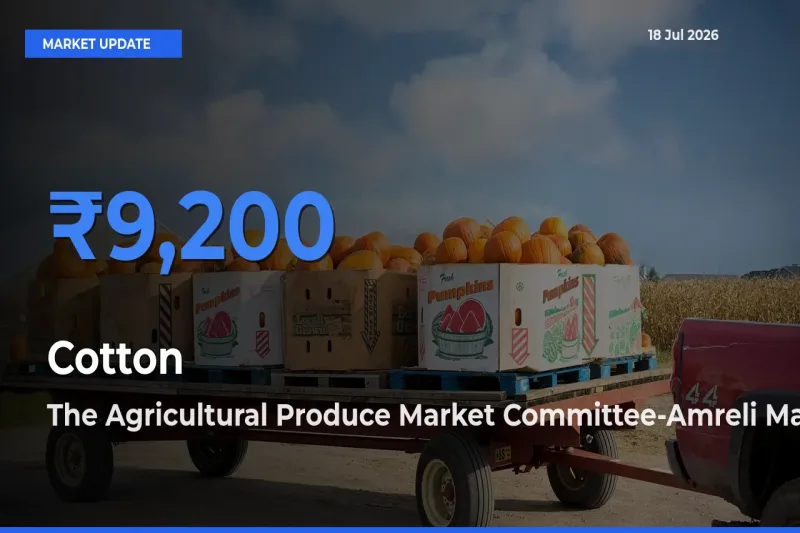 The Agricultural Produce Market Committee-Amreli Offers ₹9,200 – Highest Cotton Rate Today