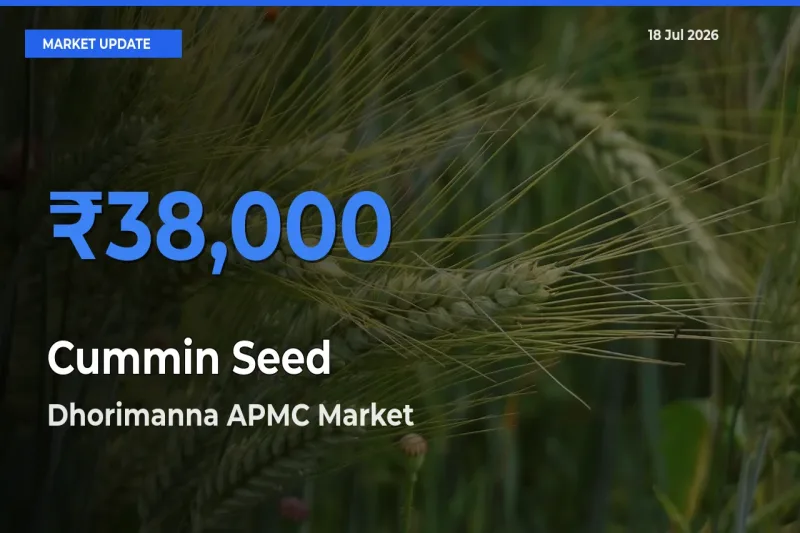 Market Watch: Dhorimanna APMC Becomes Top Mandi for Cummin Seed