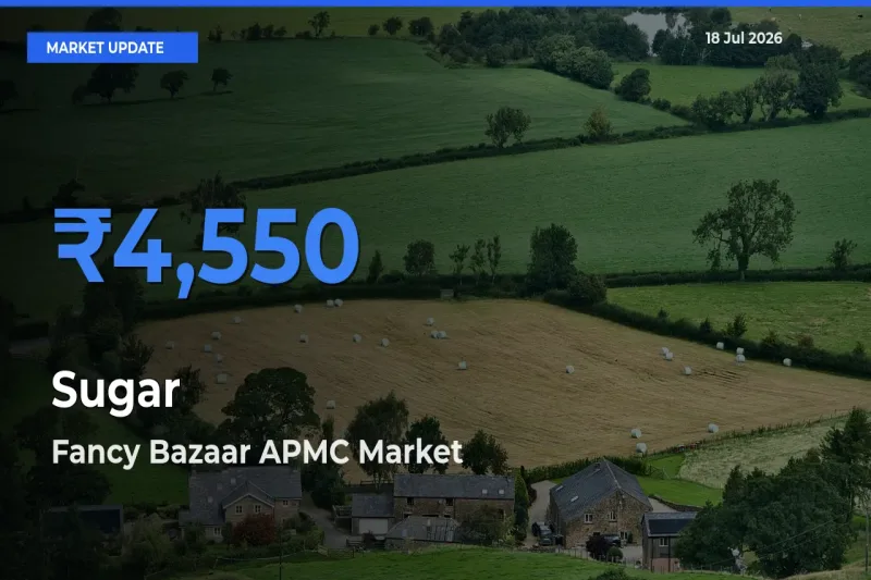 Fancy Bazaar APMC Leads as Top Mandi for Sugar Prices