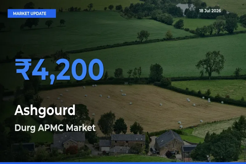 Durg APMC Records Highest ₹4,200 Rate for Ashgourd