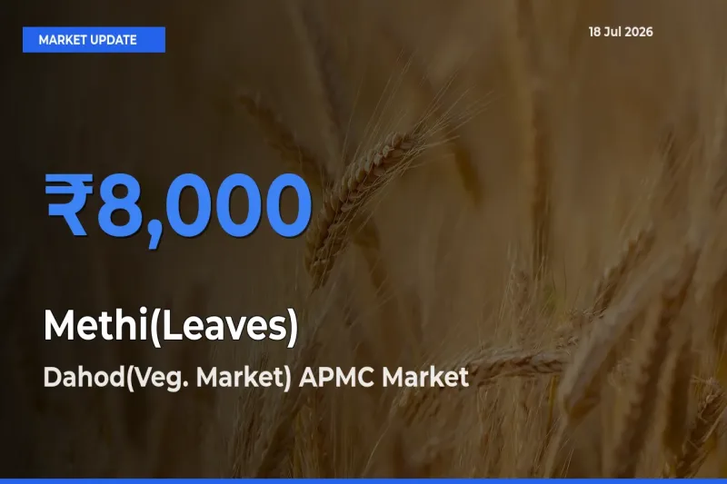 Dahod(Veg. Market) APMC Offers ₹8,000 – Highest Methi(Leaves) Rate Today