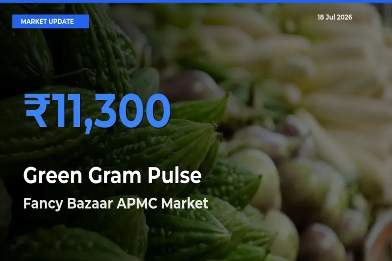 Top Performer! Fancy Bazaar APMC Offers Best Green Gram Pulse Price Today
