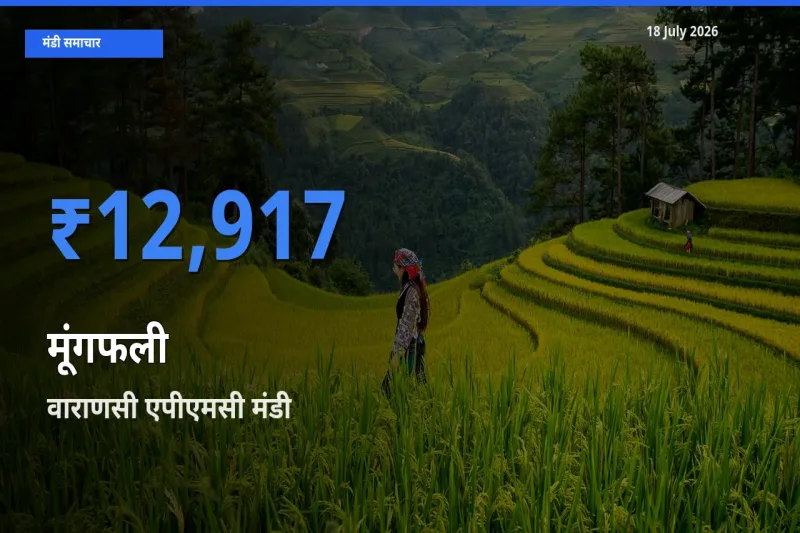 आज मूंगफली के सबसे ऊँचे दाम ₹12,917 वाराणसी एपीएमसी मंडी में