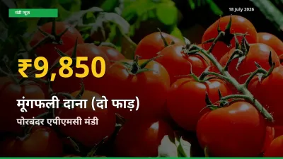 मूंगफली दाना (दो फाड़) के भावों में जबरदस्त उछाल, पोरबंदर एपीएमसी में नया उच्च स्तर