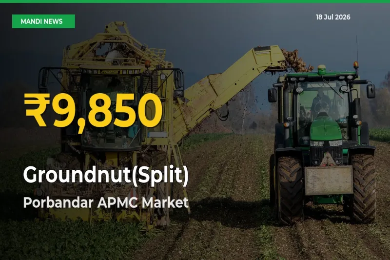 Groundnut(Split) Price Hits New High in Porbandar APMC Today – Check Latest Mandi Rates