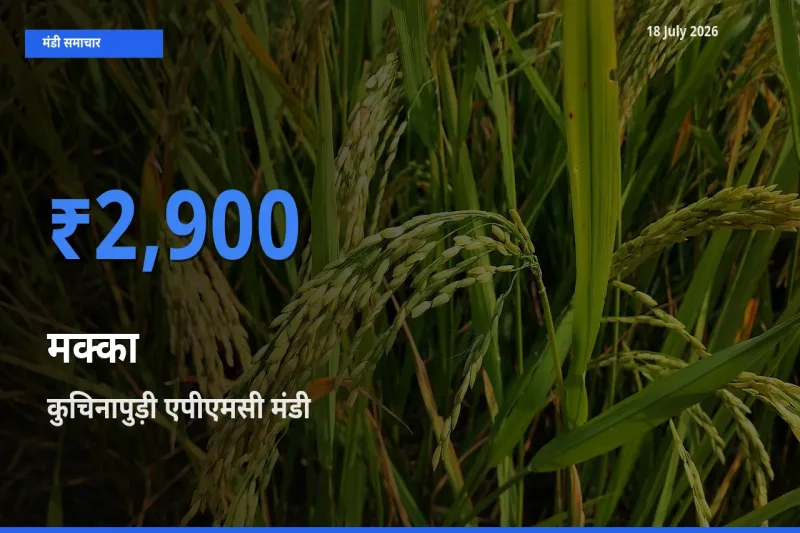 आज का मंडी भाव: मक्का के सबसे ज़्यादा दाम कुचिनापुड़ी एपीएमसी में