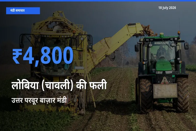 आज का मंडी भाव: लोबिया (चावली) की फली के सबसे ज़्यादा दाम उत्तर परवूर बाज़ार में