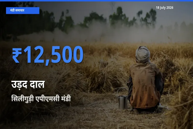 सिलीगुड़ी एपीएमसी मंडी में उड़द दाल ₹12,500 पर पहुँचा – आज का सर्वोच्च भाव