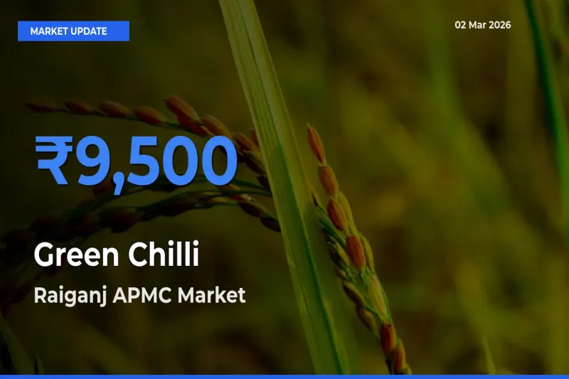 Raiganj APMC Tops Green Chilli Rates – March 02 Market Update