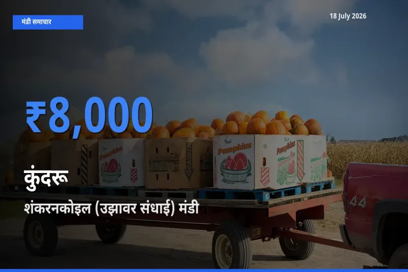 शंकरनकोइल (उझावर संधाई) मंडी में कुंदरू ₹8,000 पर पहुँचा – आज का सर्वोच्च भाव