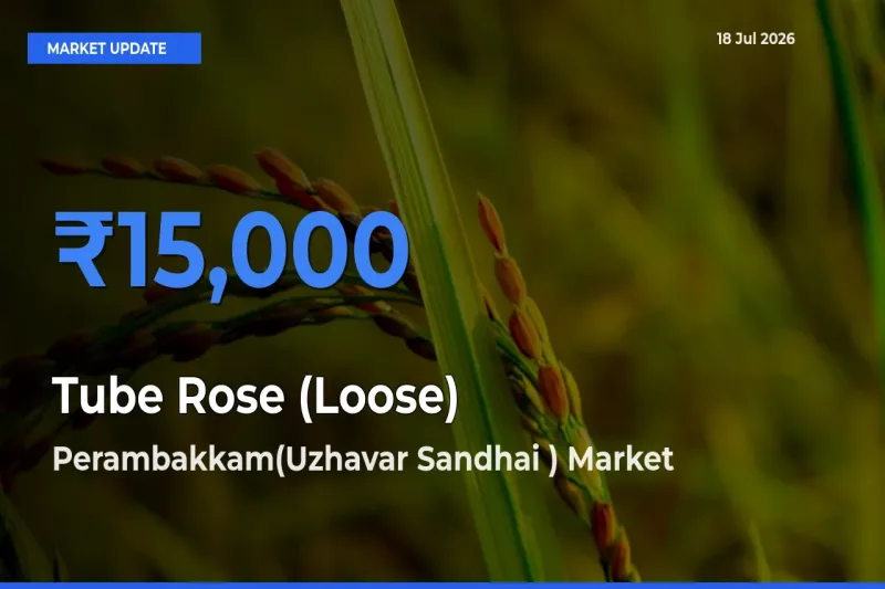 Perambakkam(Uzhavar Sandhai ) Leads as Top Mandi for Tube Rose (Loose) Prices