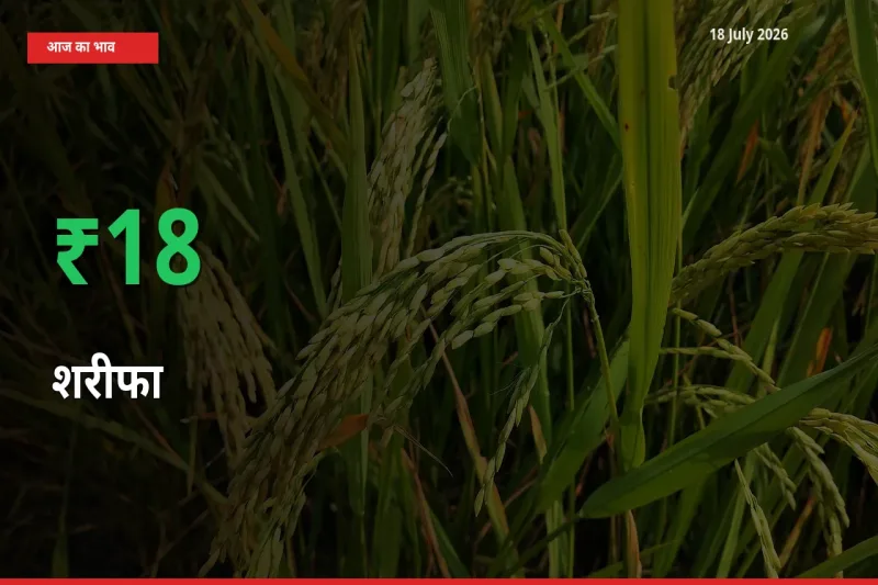 किसानों के लिए खुशखबरी! स्थानीय मंडी में शरीफा 17.99% उछला
