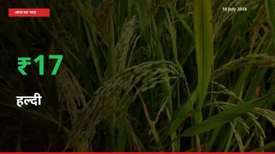 हल्दी 17.2% उछला, मंडी
