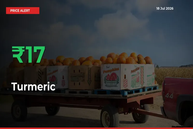 Turmeric Rises 17.2% at Mandis