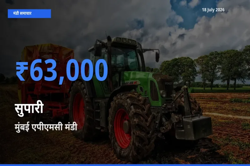 आज सुपारी के सबसे ज़्यादा दाम मुंबई एपीएमसी मंडी में दर्ज