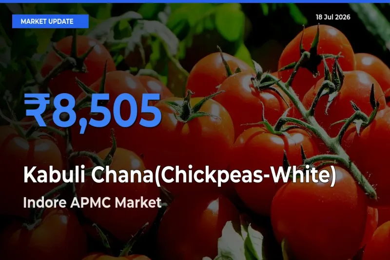 Indore APMC Records Highest ₹8,505 Rate for Kabuli Chana(Chickpeas-White)
