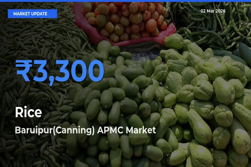 Baruipur(Canning) APMC Leads as Top Mandi for Rice Prices