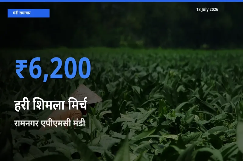 टॉप मंडी बना रामनगर एपीएमसी! हरी शिमला मिर्च के सबसे ऊँचे दाम यहीं दर्ज