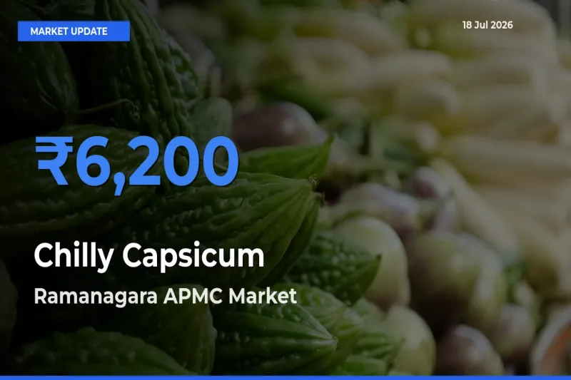 Ramanagara APMC Emerges as Top Mandi for Chilly Capsicum Prices Today