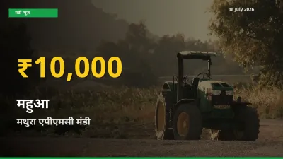 30 दिनों में सबसे ऊँचे स्तर पर महुआ के दाम, मथुरा एपीएमसी में उछाल