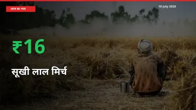 किसानों के लिए खुशखबरी! स्थानीय मंडी में सूखी लाल मिर्च 16% उछला