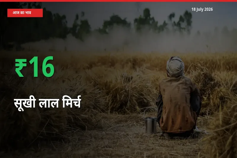 किसानों के लिए खुशखबरी! स्थानीय मंडी में सूखी लाल मिर्च 16% उछला